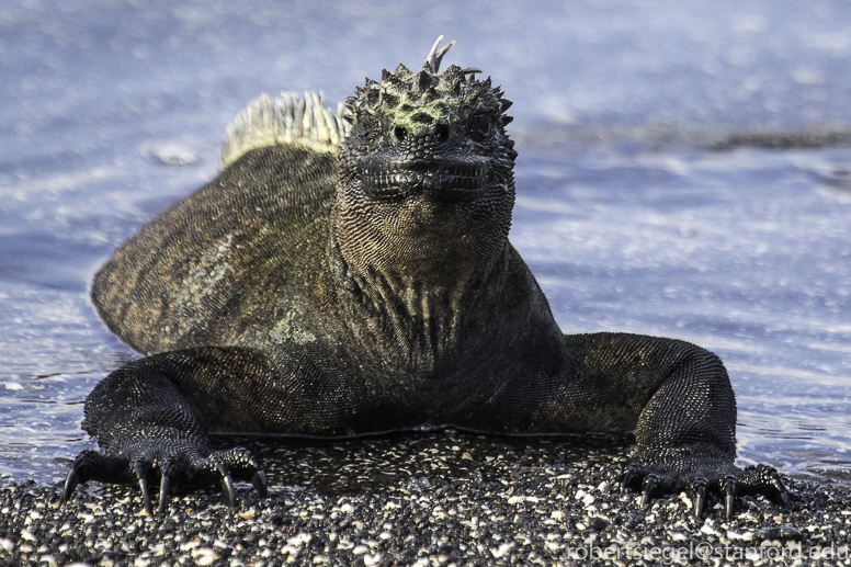 galapagos